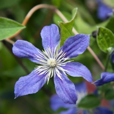 Blue Clematis 100 PCS Seeds