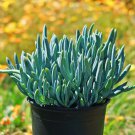 Blue Chalk Sticks Senecio Mandraliscae 5 PCS Seeds