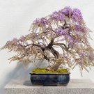 Bonsai Chinese Wisteria 100 PCS Seeds