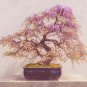 Bonsai Chinese Wisteria 100 PCS Seeds