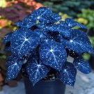 Blue Caladium Dwarf Elephant Ear Ornamental Plant 200 PCS Seeds Blue Caladium Dwarf Elephant Ear Ornamental Plant 200 PCS Seeds
