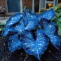 Blue Caladium Dwarf Elephant Ear Ornamental Plant 200 PCS Seeds