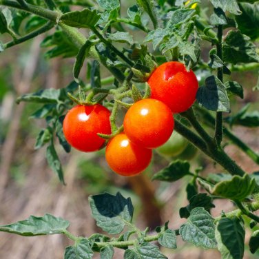 Bonsai Cherry Tomato Red Round Fruit 100 PCS Seeds