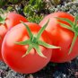 Bonsai Cherry Tomato Red Round Fruit 100 PCS Seeds