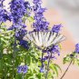 Blue Butterfly Sage Flower 50 PCS Seeds
