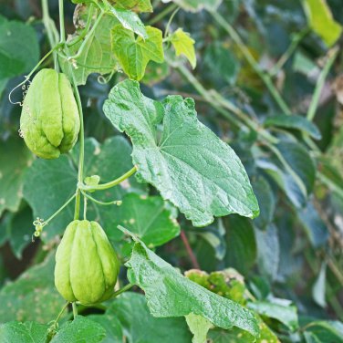 Bonsai Chayote Succulent Pumpkin Fruit Vegetables Bonsai Potted 30 PCS Seeds