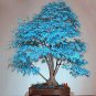 Blue maple tree Bonsai tree 20 PCS Seeds