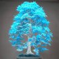 Blue maple tree Bonsai tree 20 PCS Seeds