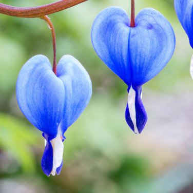 Blue Butterfly Orchid 100 PCS Seeds