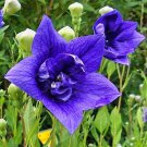 Blue Balloon Flower Bonsai Platycodon Grandiflorus Perennial 100 PCS Seeds Blue Balloon Flower Bonsai Platycodon Grandiflorus Perennial 100 PCS Seeds