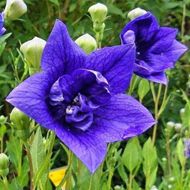 Blue Balloon Flower Bonsai Platycodon Grandiflorus Perennial 100 PCS Seeds