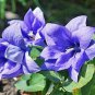 Blue Balloon Flower Bonsai Platycodon Grandiflorus Perennial 100 PCS Seeds
