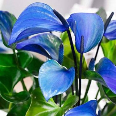 Blue Anthurium andraeanum 100 PCS Seeds