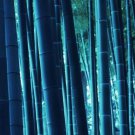 Blue Bamboo 100 PCS Seeds