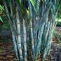 Blue Bamboo 100 PCS Seeds