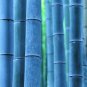 Blue Bamboo 100 PCS Seeds