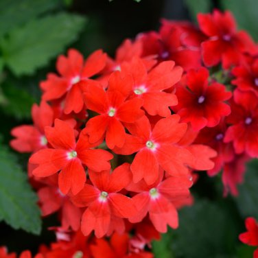 Blood Red Verbena Flower 30 PCS Seeds