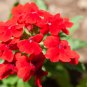 Blood Red Verbena Flower 30 PCS Seeds