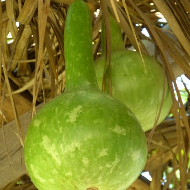 Blue Orange Purple Bottle Gourd  6 PCS Seeds