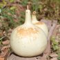 Blue Orange Purple Bottle Gourd 6 PCS Seeds