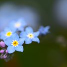 Blue Myosotis Sylvatica Forget-me Flower 60 PCS Seeds Blue Myosotis Sylvatica Forget-me Flower 60 PCS Seeds