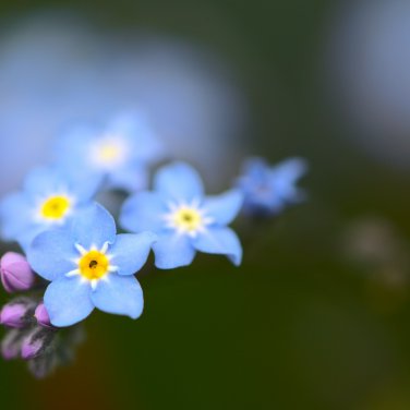 Blue Myosotis Sylvatica Forget-me Flower 60 PCS Seeds
