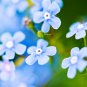Blue Myosotis Sylvatica Forget-me Flower 60 PCS Seeds