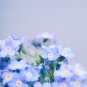Blue Myosotis Sylvatica Forget-me Flower 60 PCS Seeds