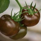 BlackRed Tomato Coffee Bean Chinese Yam Watermelon Flowers 50 PCS Seeds BlackRed Tomato Coffee Bean Chinese Yam Watermelon Flowers 50 PCS Seeds