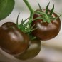 BlackRed Tomato Coffee Bean Chinese Yam Watermelon Flowers 50 PCS Seeds