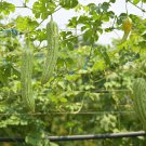Black Wax Gourd Best Garden Plants Vegetable 8 PCS Seeds Black Wax Gourd Best Garden Plants Vegetable 8 PCS Seeds