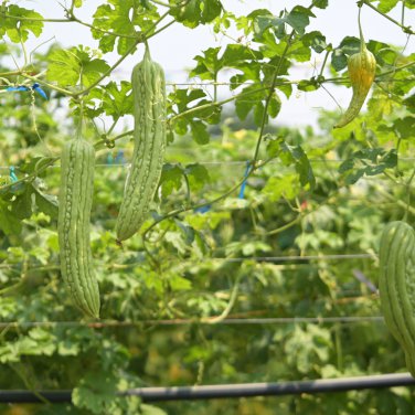 Black Wax Gourd Best Garden Plants Vegetable 8 PCS Seeds