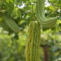 Black Wax Gourd Best Garden Plants Vegetable 8 PCS Seeds