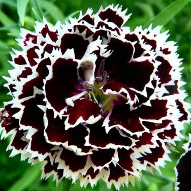 Black White Dianthus Chinensis Chianti Double Flowers 50 PCS Seeds