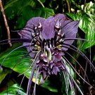Black Tiger Shall Orchid Flowers Scented Perennial Plants Shade 100 PCS Seeds Black Tiger Shall Orchid Flowers Scented Perennial Plants Shade 100 PCS Seeds
