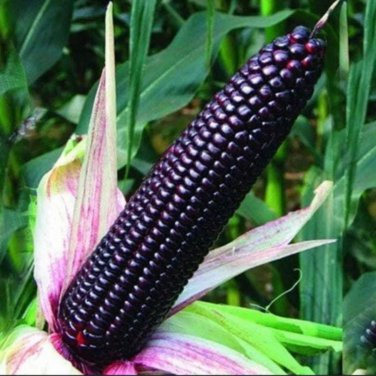 Black Sweet Waxy Corn Fruits 12 PCS Seeds