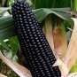Black Sweet Waxy Corn Fruits 12 PCS Seeds