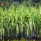 Black Sugar Cane Plant 100 PCS Seeds Black Sugar Cane Plant 100 PCS Seeds