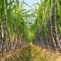 Black Sugar Cane Plant 100 PCS Seeds