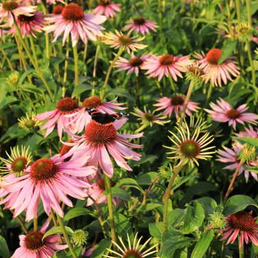Black Sug Echinacea Purpurea Coneflower 6 Color Varieties 30 PCS Seeds