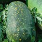 Black Skin Long Red Watermelon 30 PCS Seeds