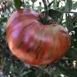 Black Striped Tomato Organic 100 PCS Seeds