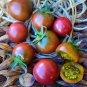 Black Royal Little Cherry Tomato Organic 100 PCS Seeds