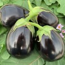 Black Round Eggplant Organic Big Vegetable 50 PCS Seeds