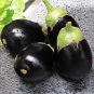 Black Round Eggplant Organic Big Vegetable 50 PCS Seeds