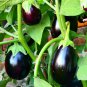 Black Round Eggplant Organic Big Vegetable 50 PCS Seeds