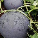 Black Skin Red Inside Round Seedless Watermelon 6 PCS Seeds