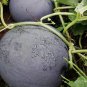 Black Skin Red Inside Round Seedless Watermelon 6 PCS Seeds