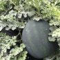 Black Skin Red Inside Round Seedless Watermelon 6 PCS Seeds