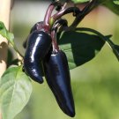 Black Rice Chilli Hot Pepper Vegetable 20 PCS Seeds Black Rice Chilli Hot Pepper Vegetable 20 PCS Seeds